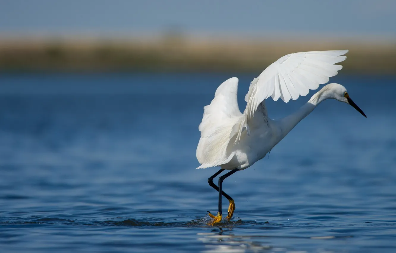 Photo wallpaper water, bird, dance