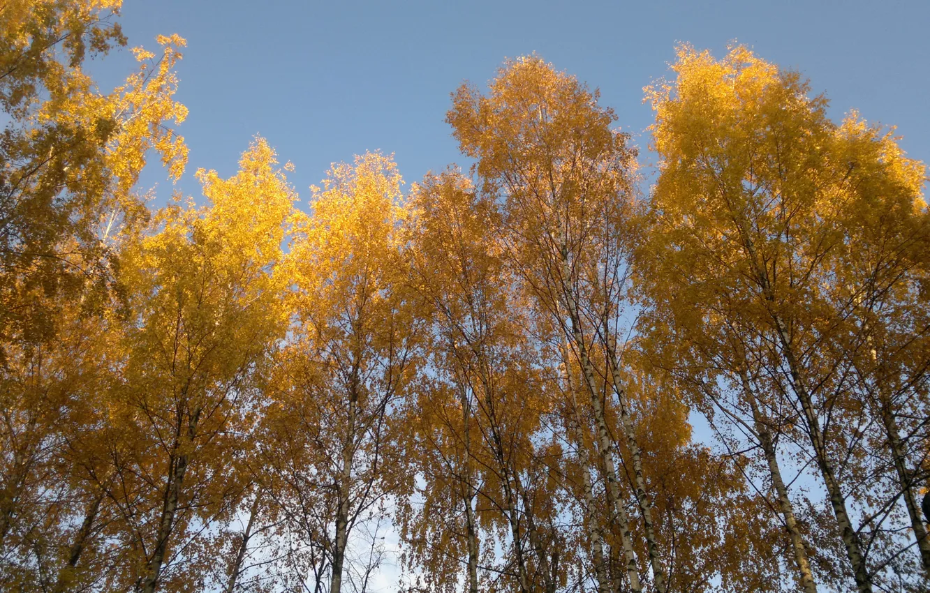 Photo wallpaper autumn, birch, autumn forest