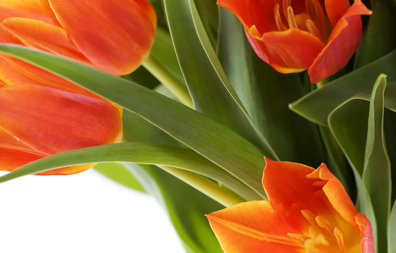 Photo wallpaper flowers, tulips