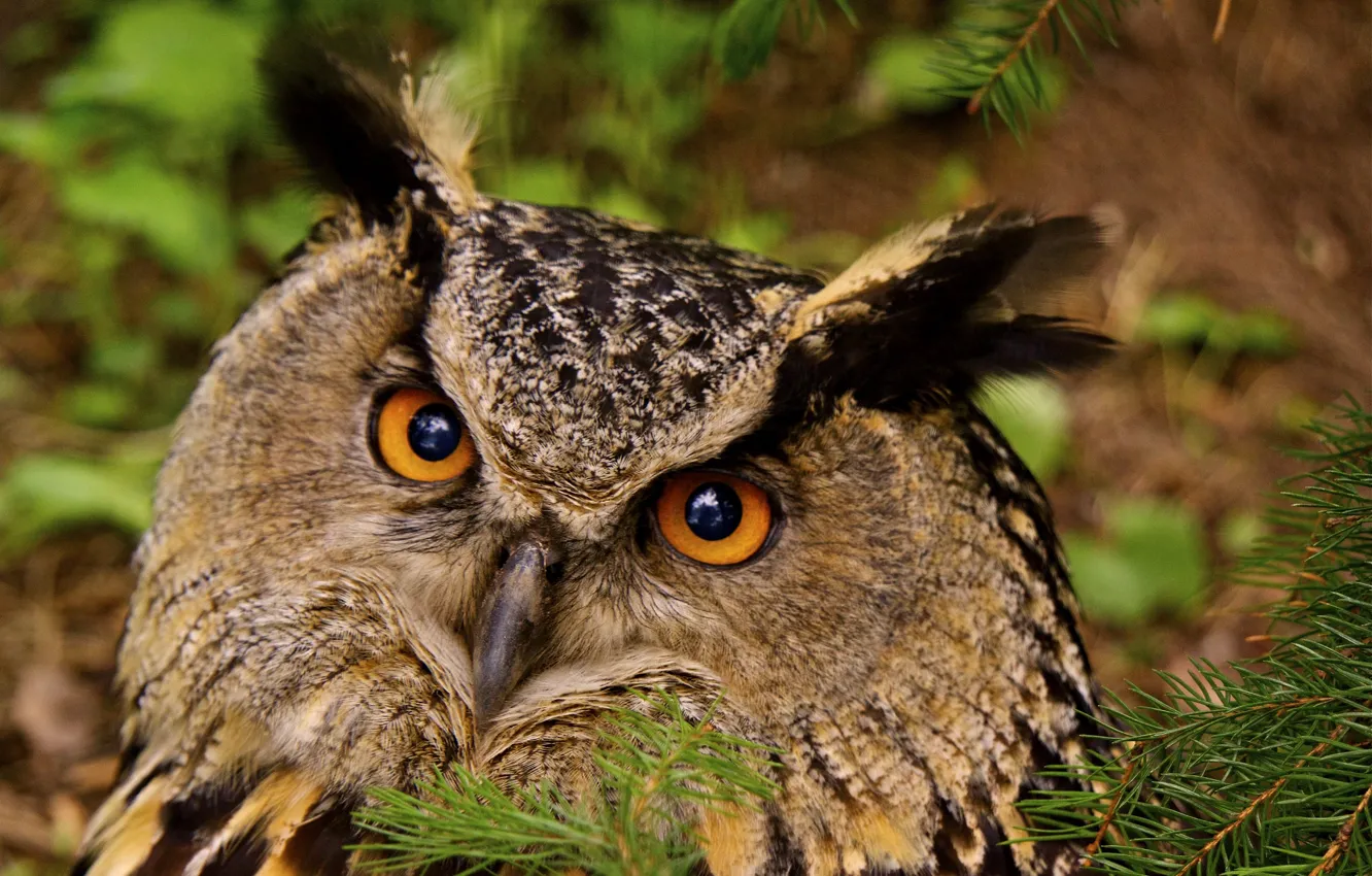 Photo wallpaper eyes, birds, photo, owl, owl, fauna, Finland
