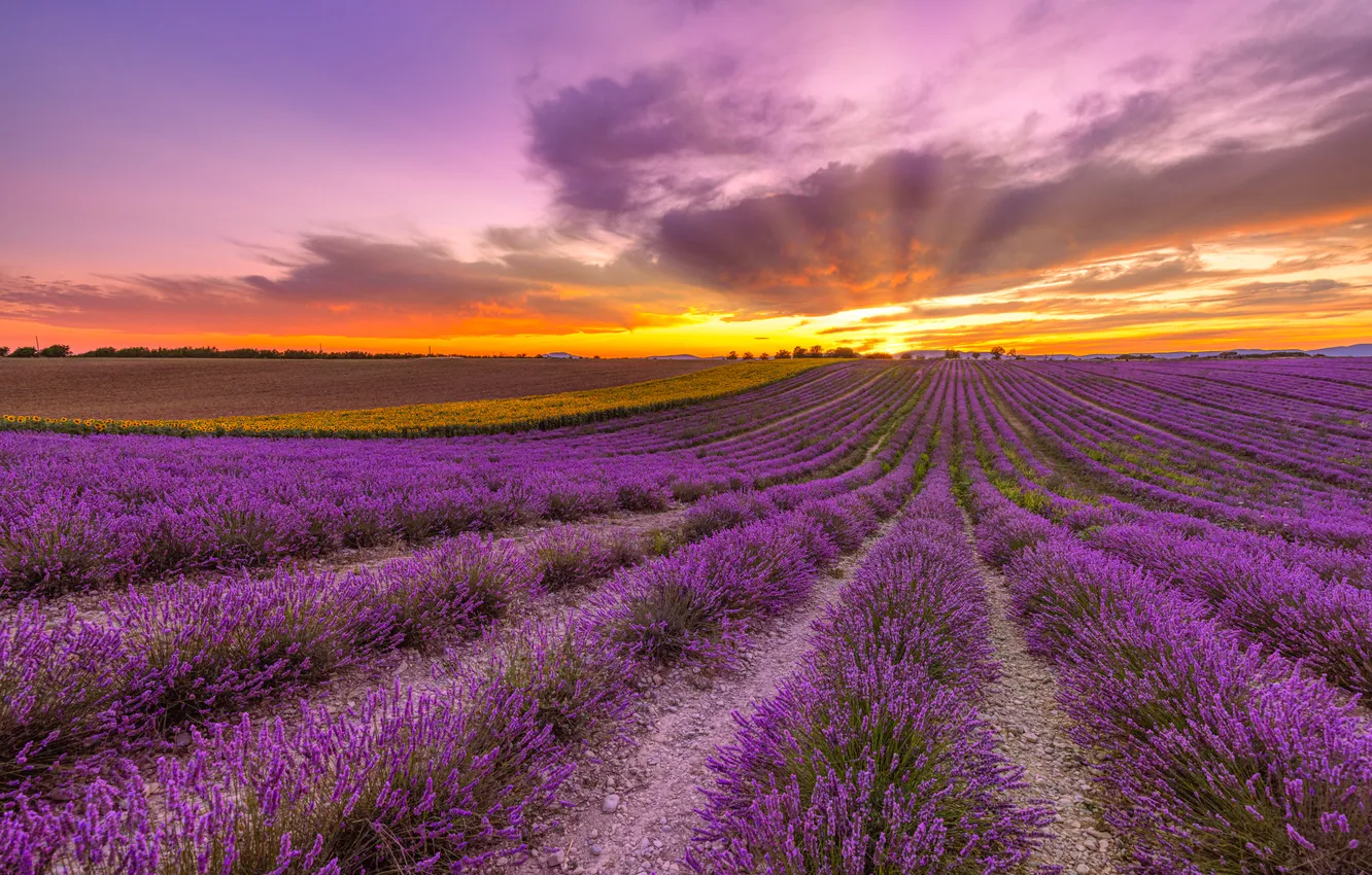 Photo wallpaper flowers, lavender, plantation, lavender field