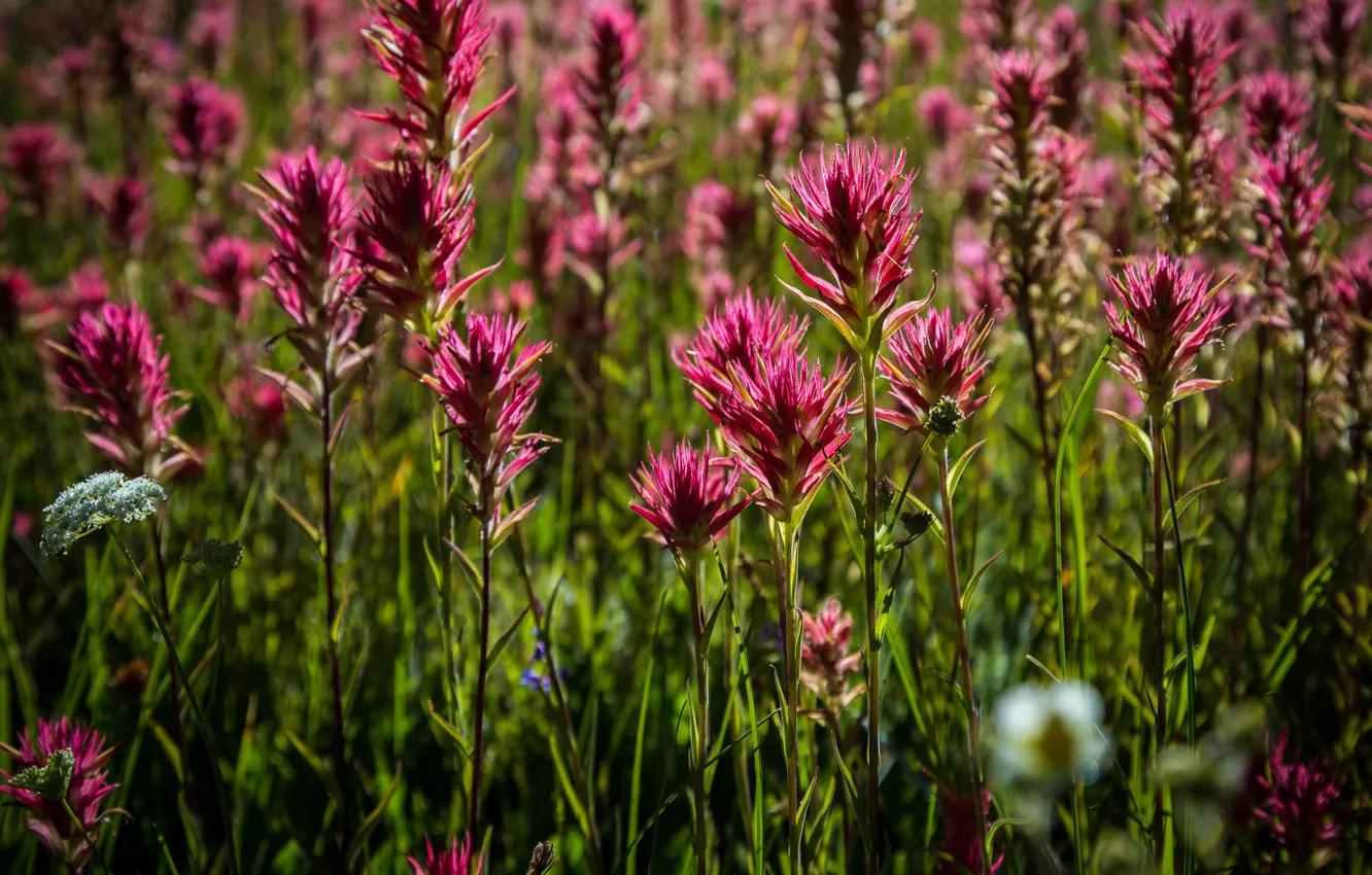 Photo wallpaper field, summer, flowers