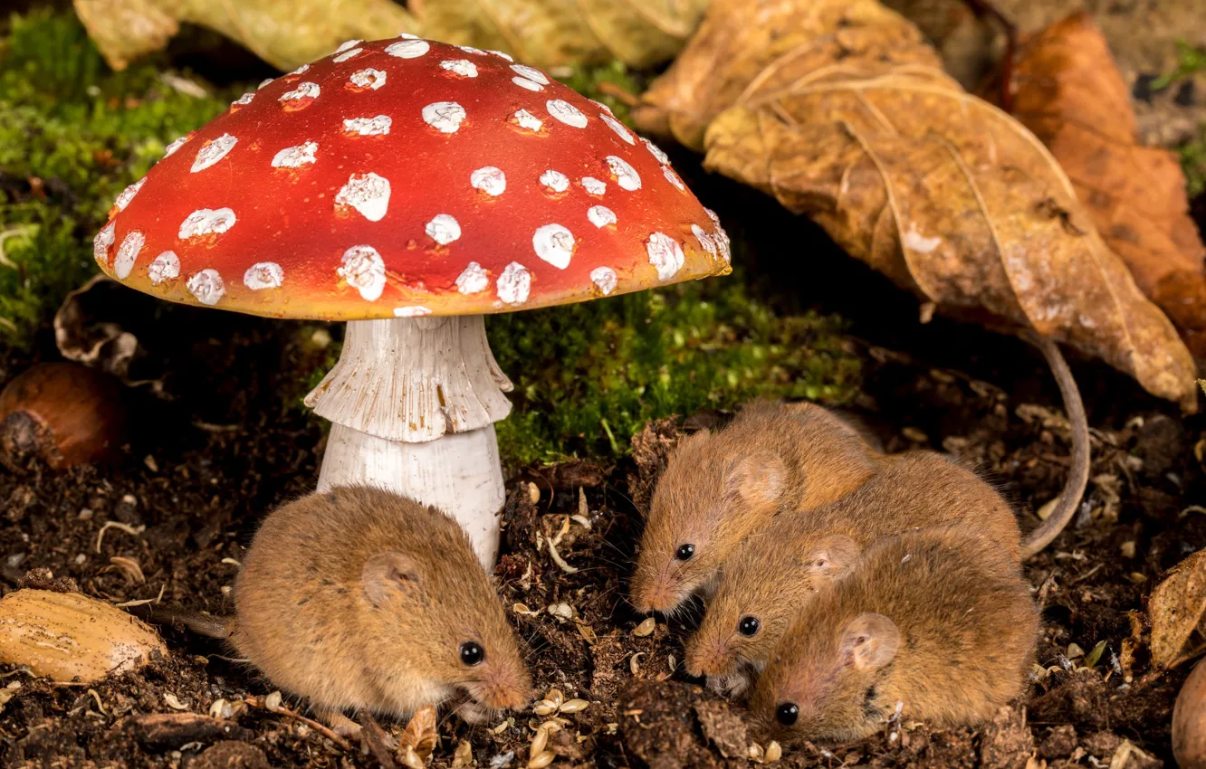 Photo wallpaper nature, mushrooms, mouse, mushroom