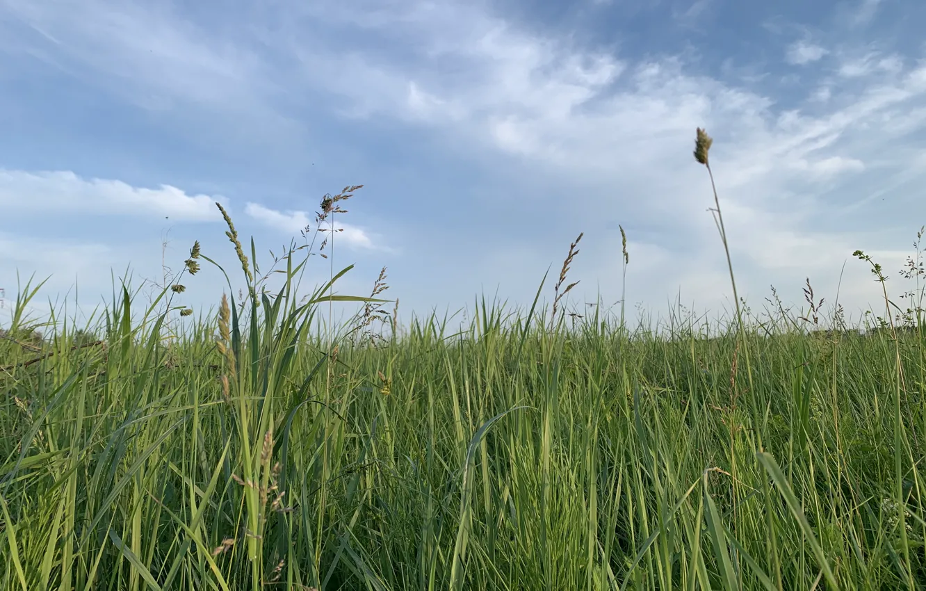 Photo wallpaper summer, the sky, landscape, meadow