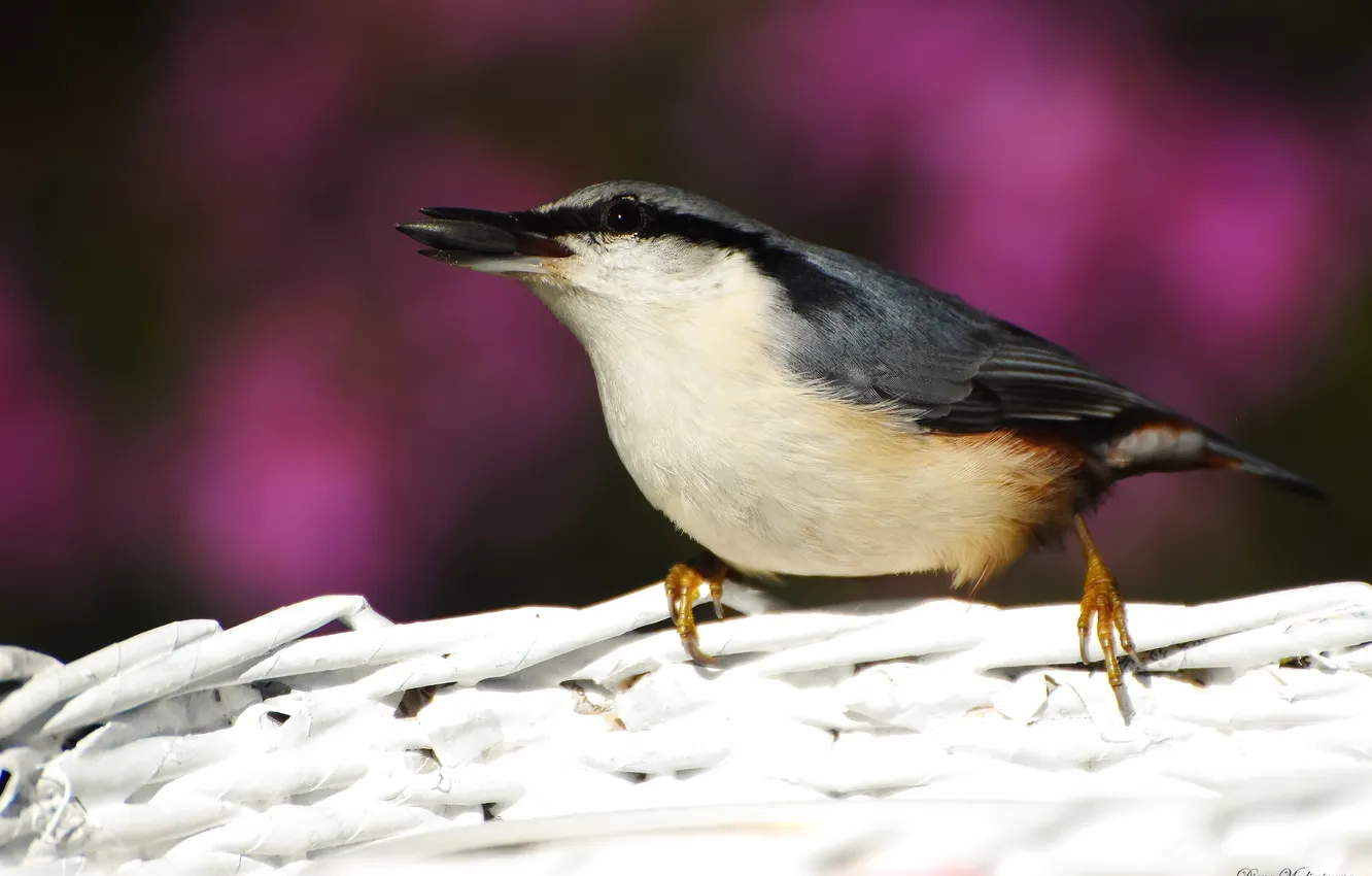 Photo wallpaper autumn, bird, nuthatch, photohunt