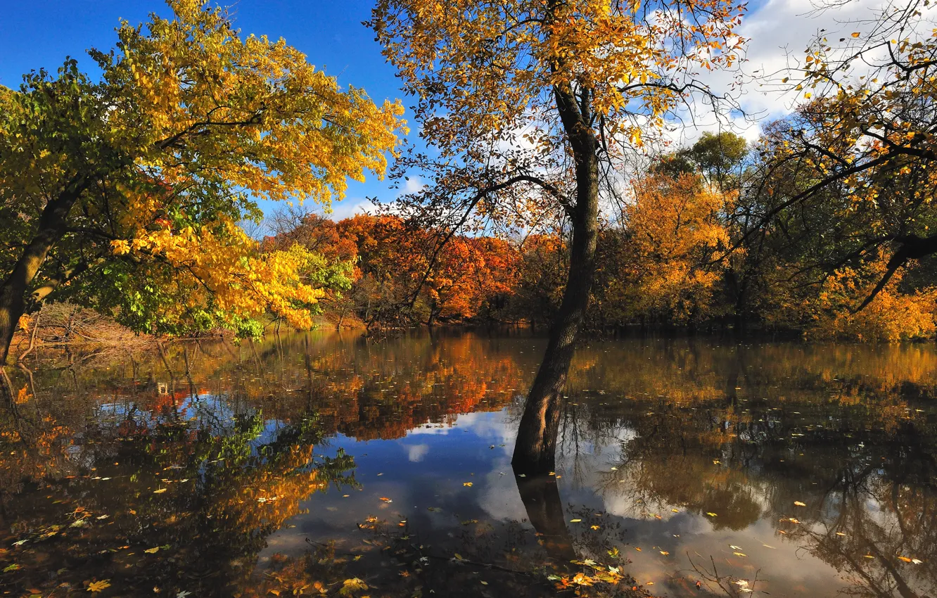 Photo wallpaper autumn, trees, nature, lake