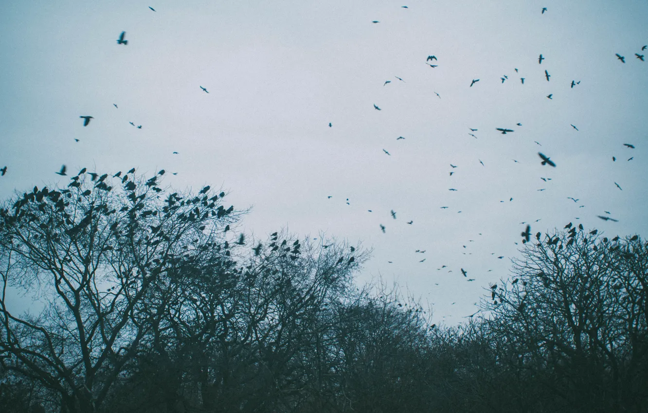 Photo wallpaper sadness, the sky, birds, mood, frowning