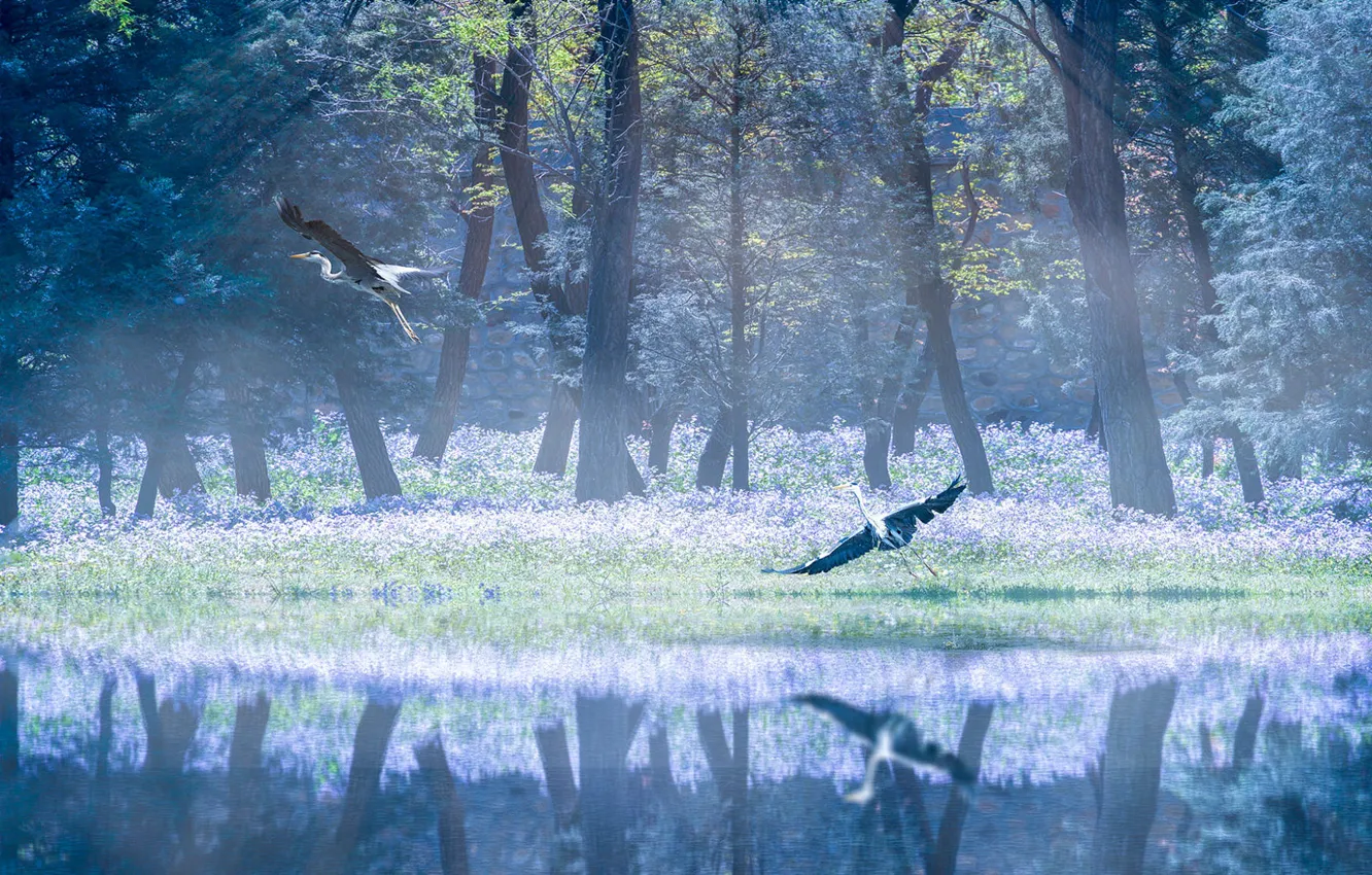 Photo wallpaper forest, trees, flight, fog, lake, pond, Park, reflection