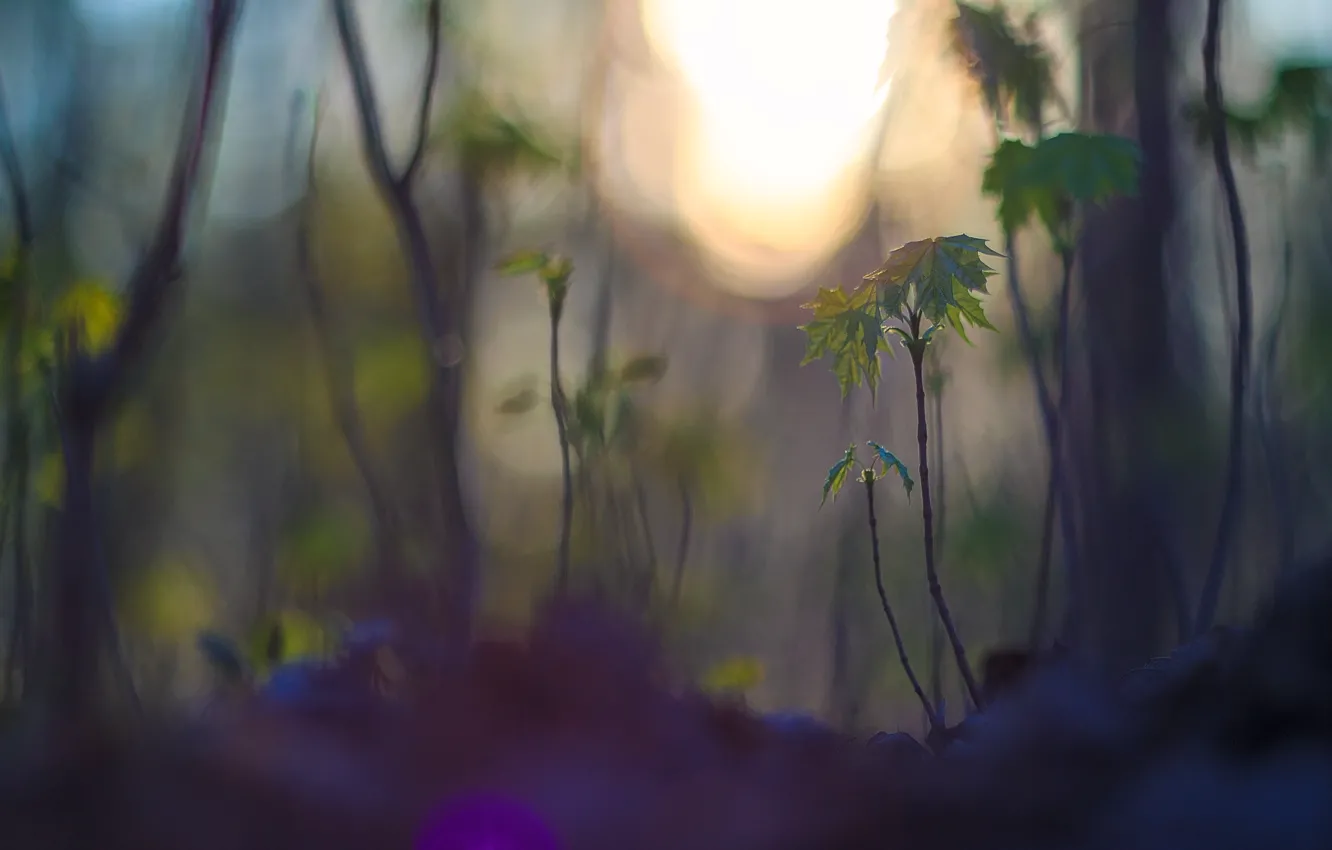 Photo wallpaper grass, leaves, trees, plant, Rostock