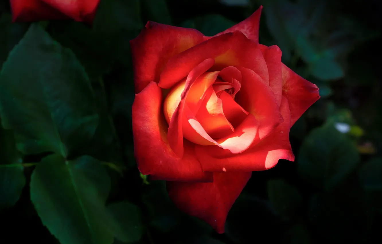 Photo wallpaper flower, leaves, light, the dark background, rose, garden, Bud, red