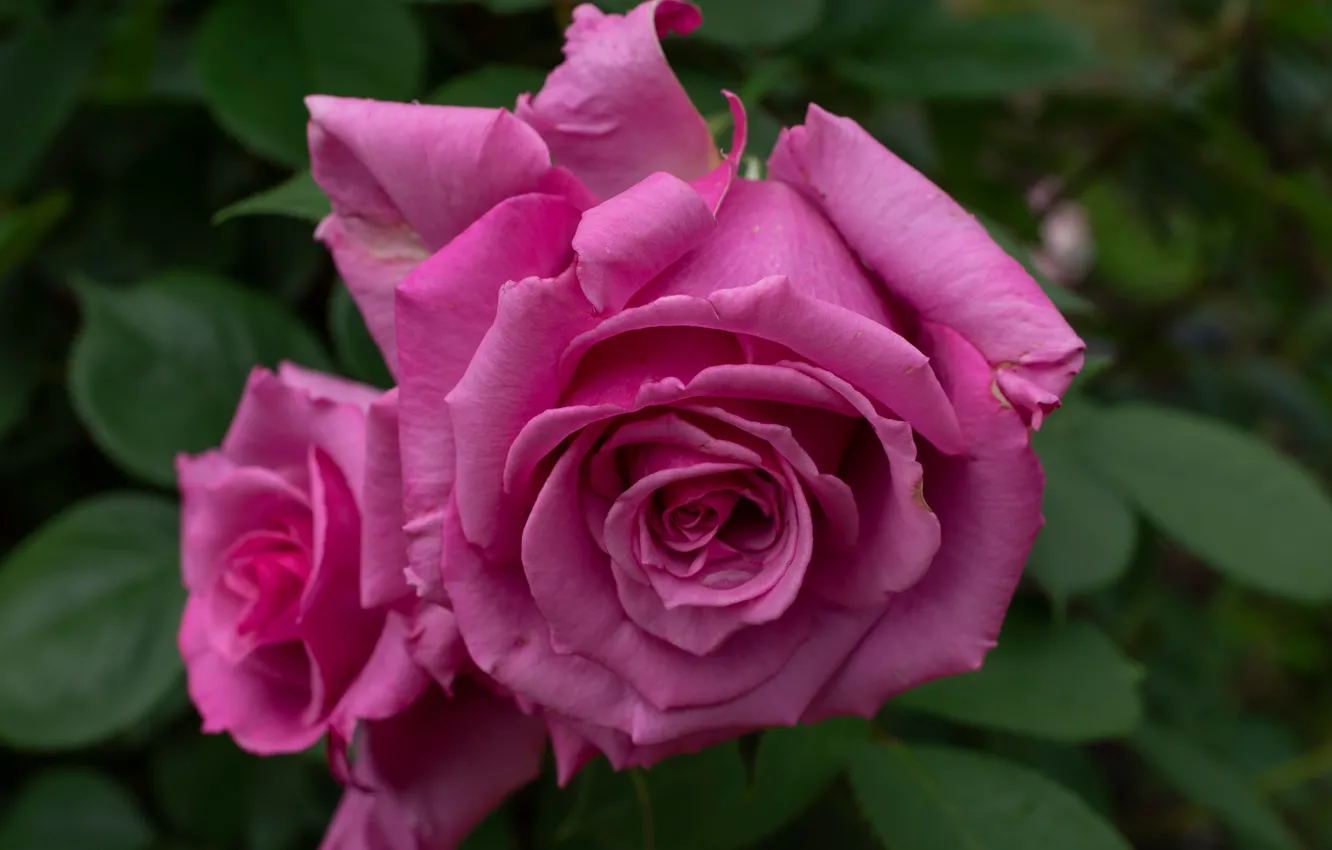Photo wallpaper macro, roses, petals, buds