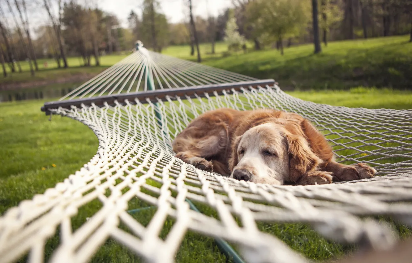 Photo wallpaper summer, dog, hammock