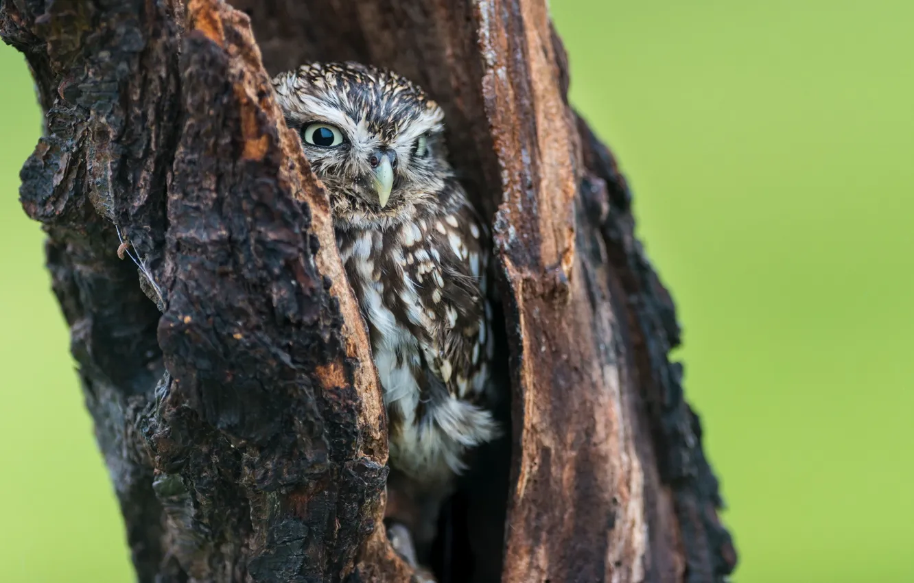 Photo wallpaper nature, background, tree, owl, the hollow
