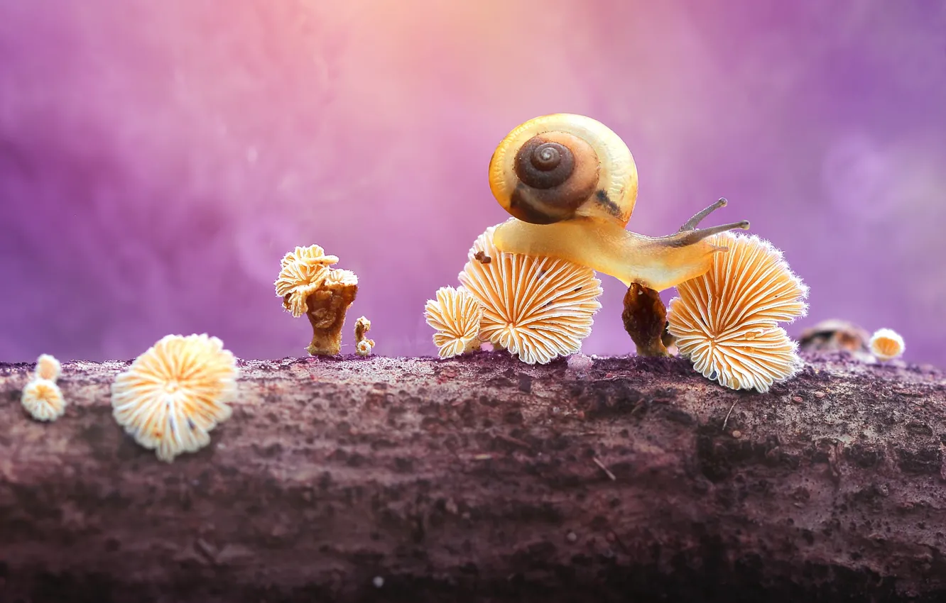 Photo wallpaper macro, trees, branches, background, mushrooms, snail, log