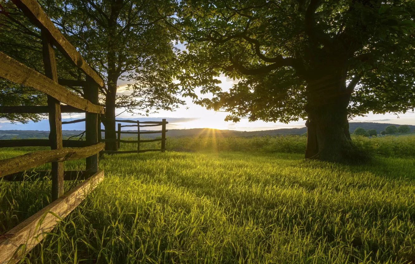 Photo wallpaper trees, morning, meadow