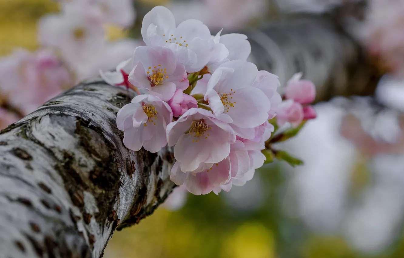 Photo wallpaper macro, trees, flowers, cherry, spring, flowering, bokeh