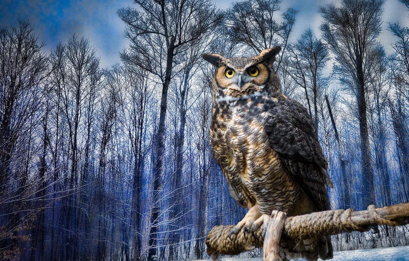 Photo wallpaper winter, trees, owl, bird, owl, Virgin Filin
