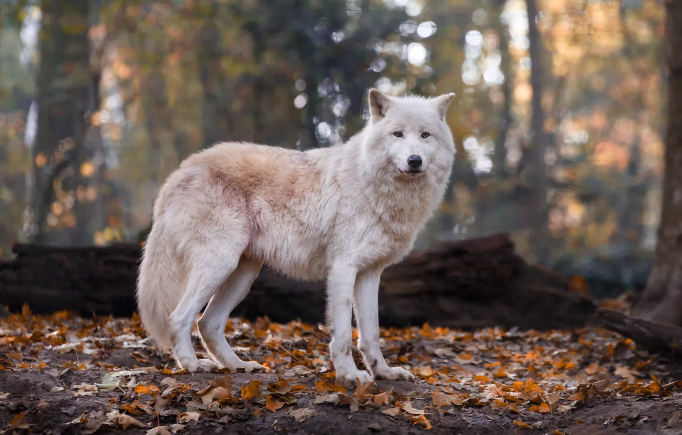 Photo wallpaper autumn, forest, white, look, face, leaves, pose, background