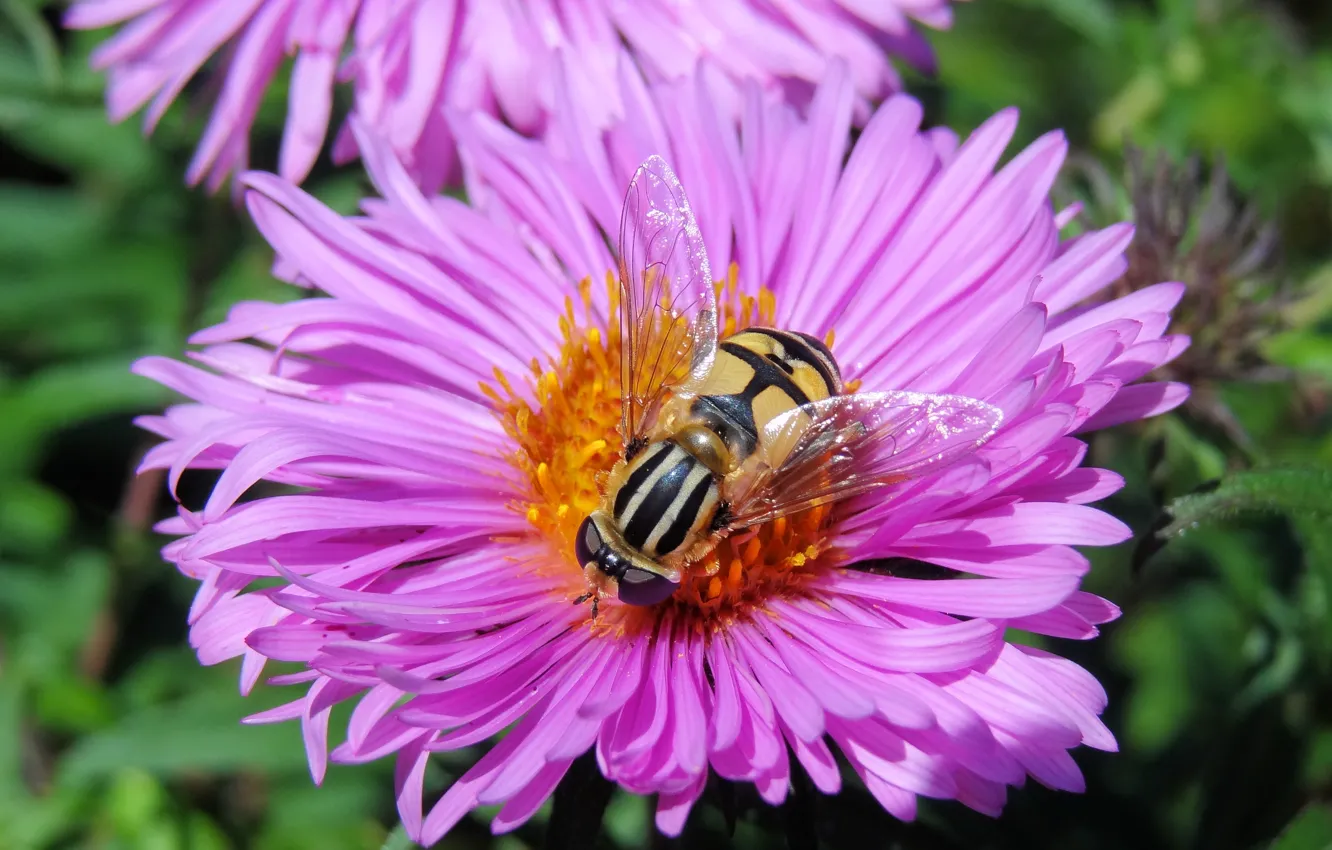 Photo wallpaper autumn, summer, macro, flowers, nature, fly, insect, asters