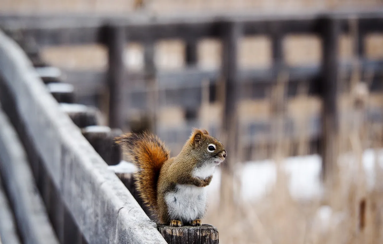 Photo wallpaper winter, wool, protein, beast, looks, fur