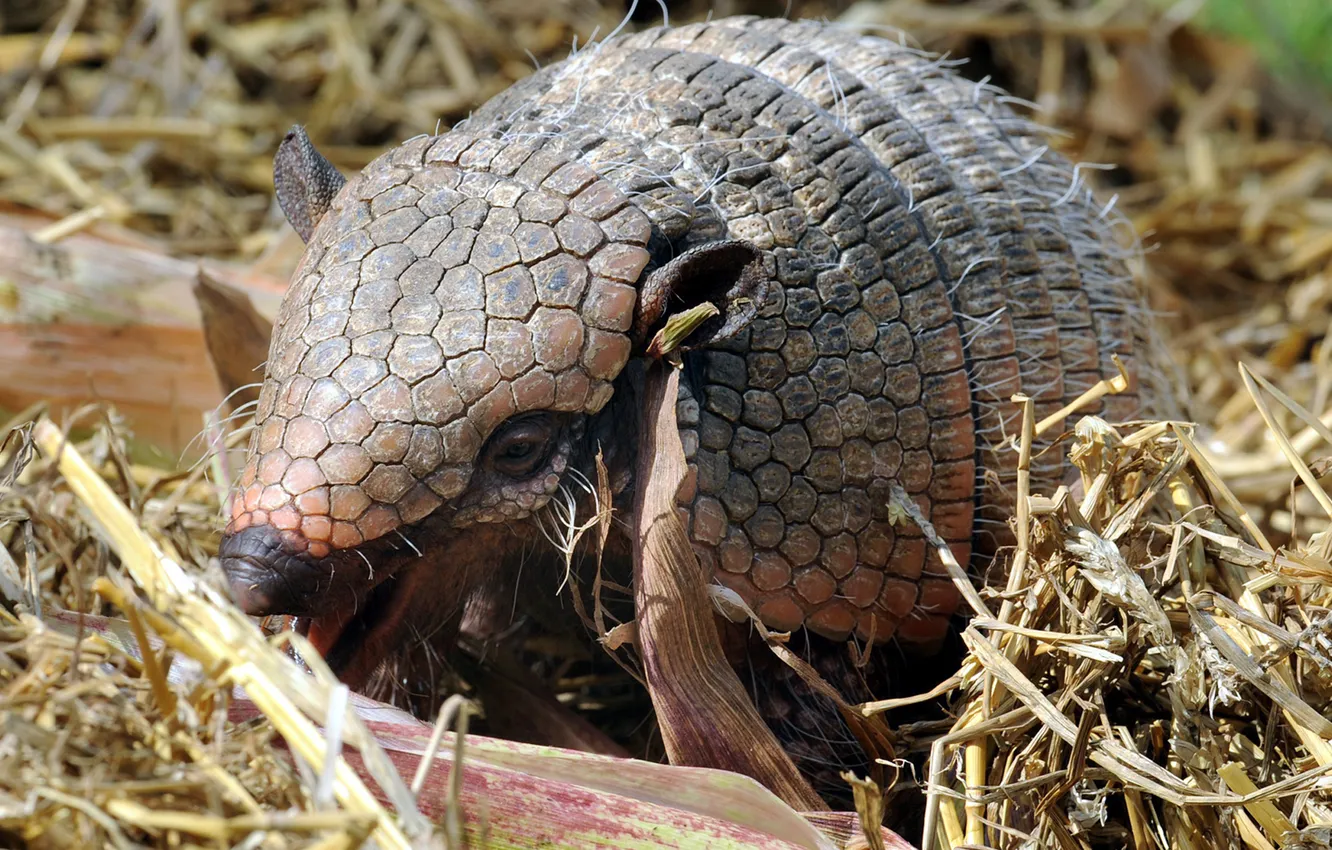 Photo wallpaper grass, hay, cub, battleship, mammal, Chaetophractus vellerosus, Long-haired Armadillo