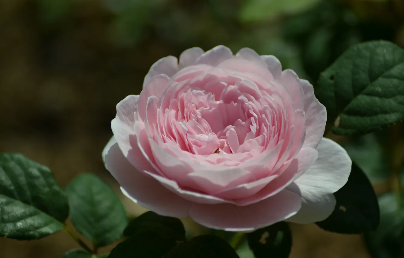 Photo wallpaper macro, roses, petals, buds