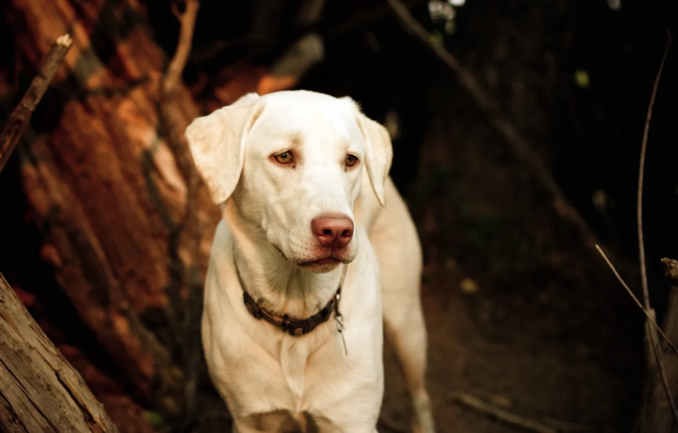 Photo wallpaper look, each, dog