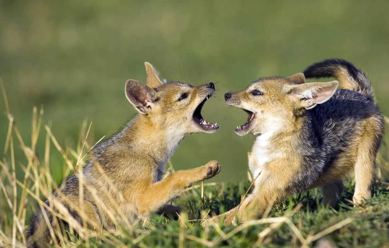 Photo wallpaper the game, baby, mouth, pair, fangs, the cub