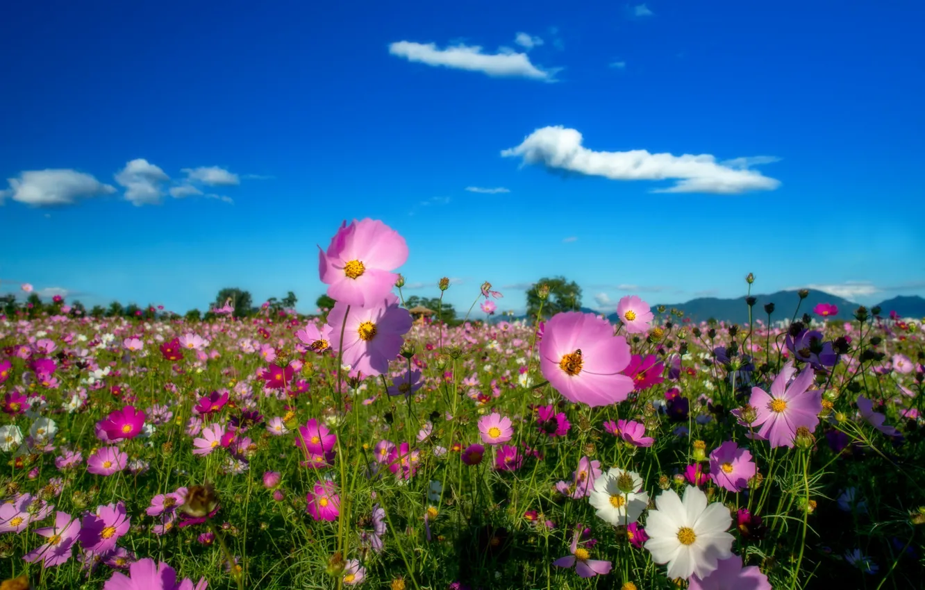 Photo wallpaper clouds, flowers, mountains, field of flowers, blue sky