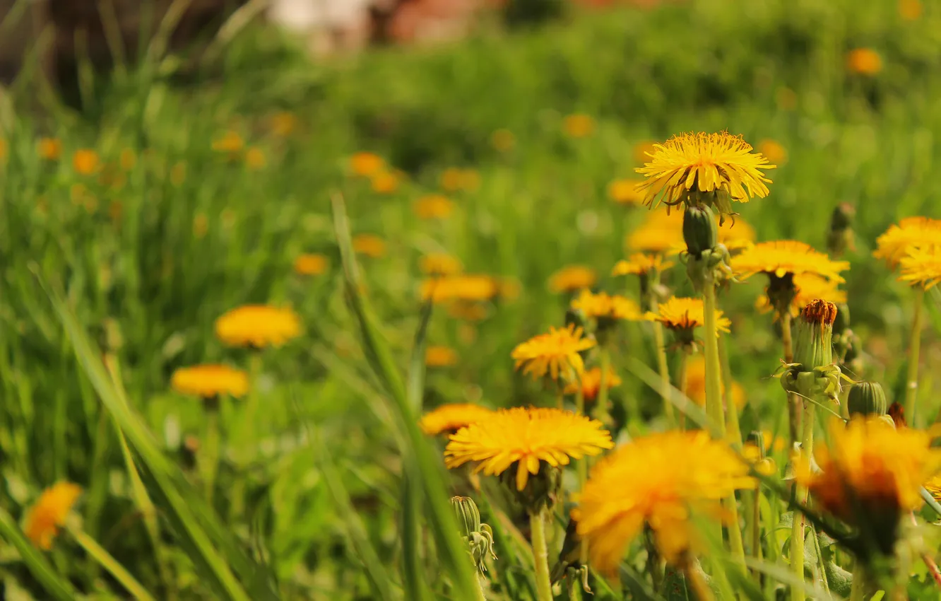 Photo wallpaper flowers, yellow, grass., as the sun