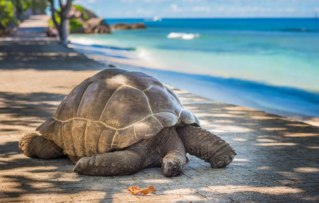 Photo wallpaper sea, the sun, landscape, coast, turtle, horizon, track, bokeh