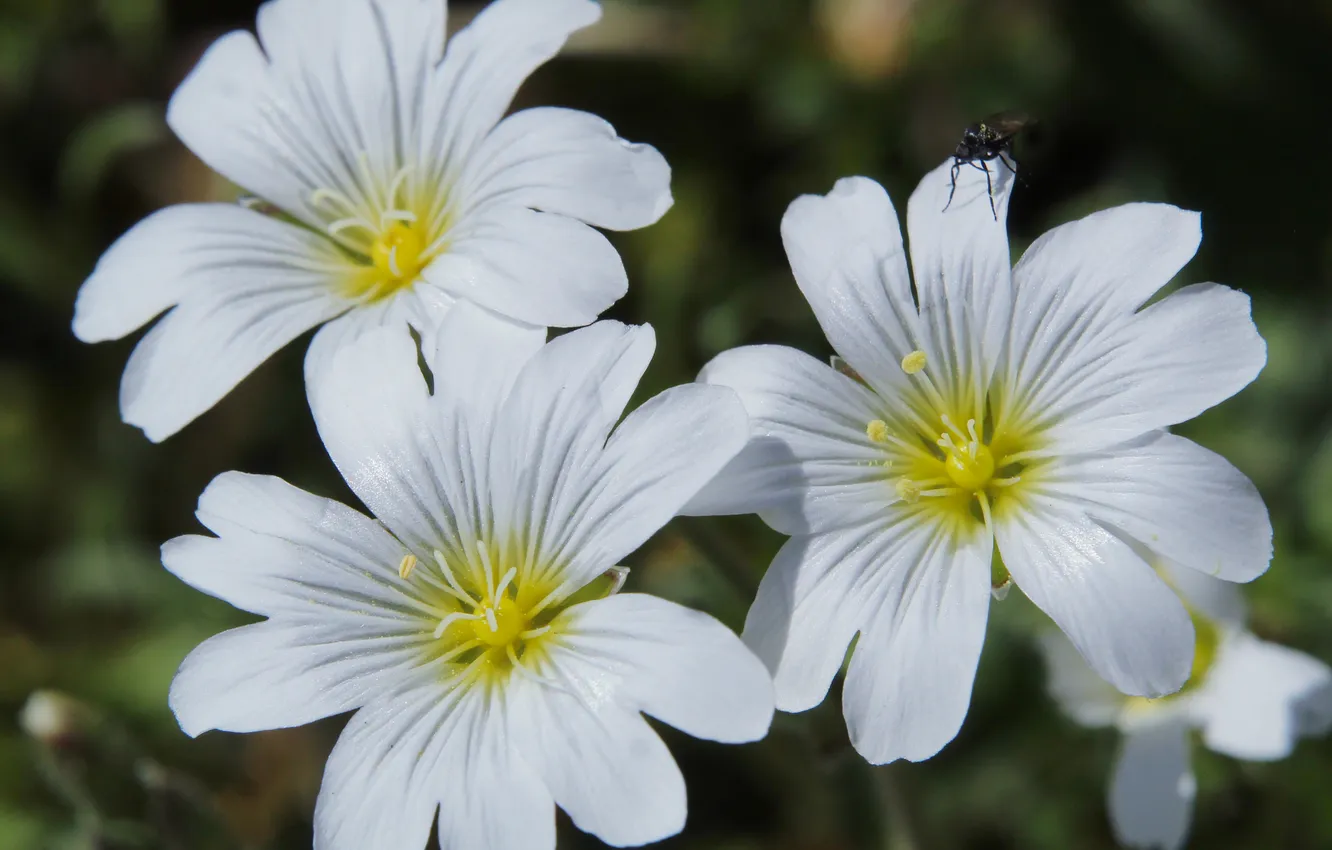 Photo wallpaper white, flower, blooming
