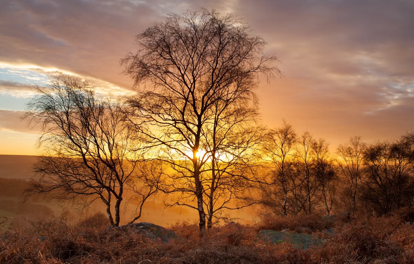 Photo wallpaper light, landscape, Golden Birch trees, Peak District, Gardom's Edge