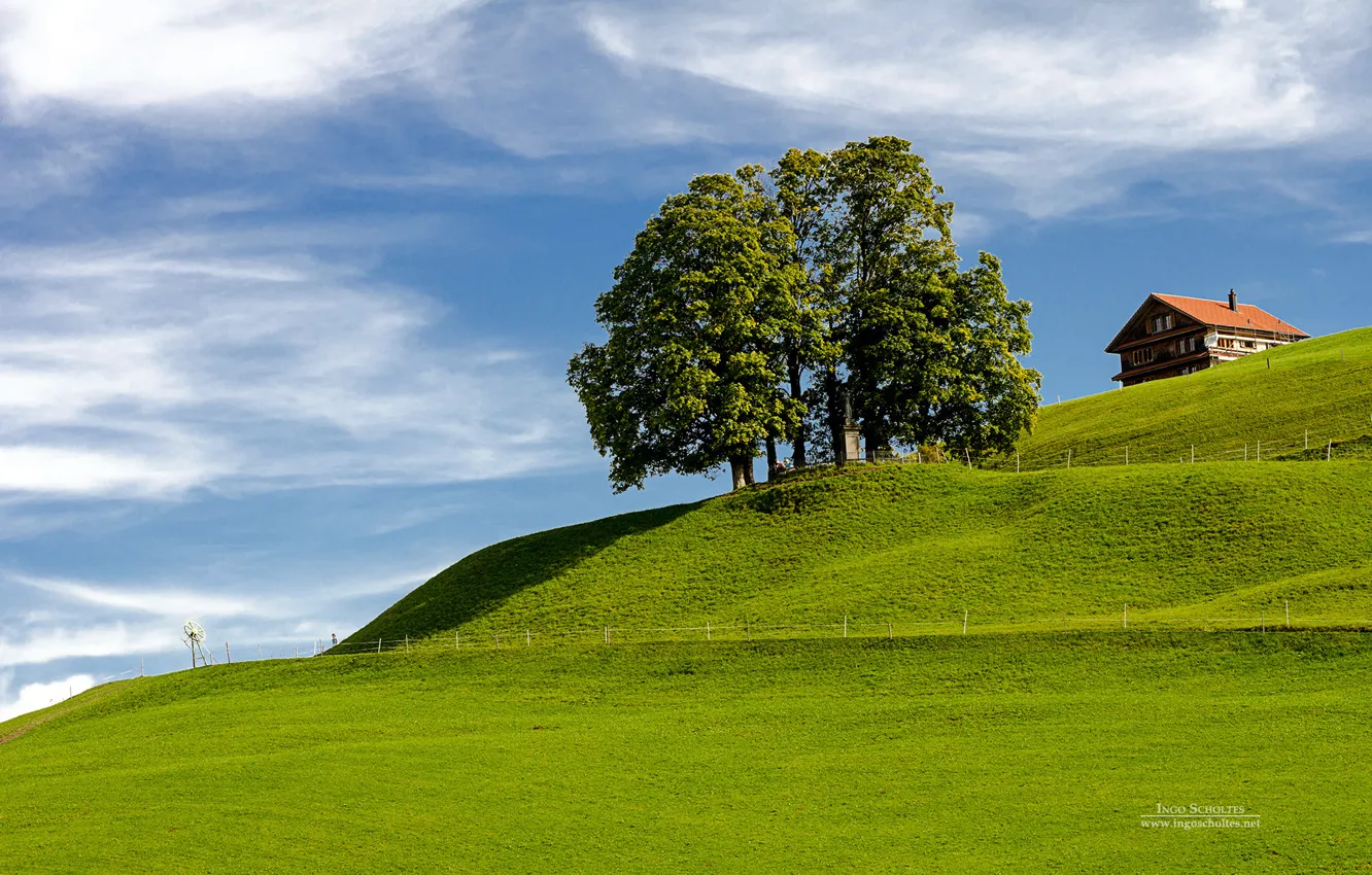 Photo wallpaper grass, sky, tree, hill