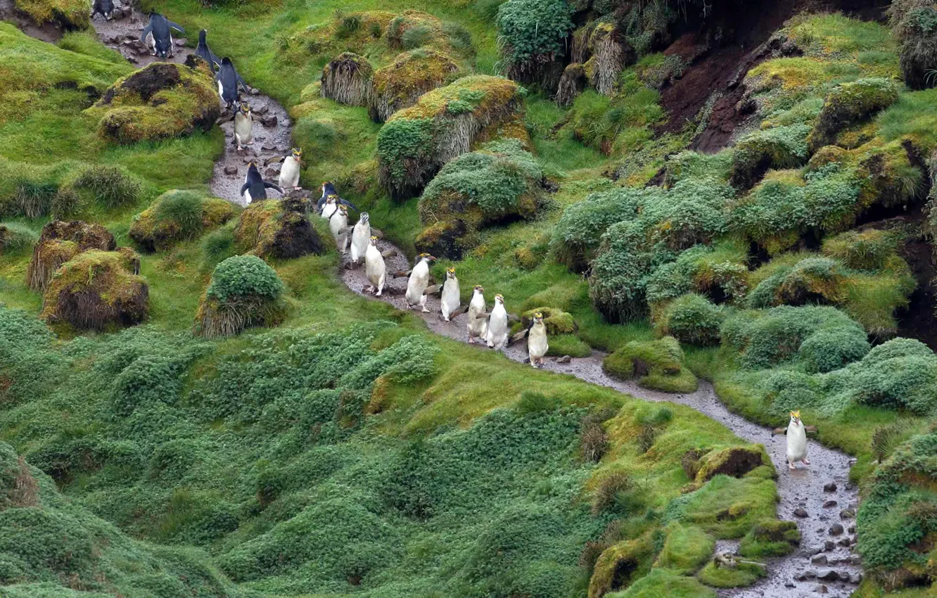 Photo wallpaper Australia, The Pacific ocean, Royal penguins, Tasmania, Macquarie island