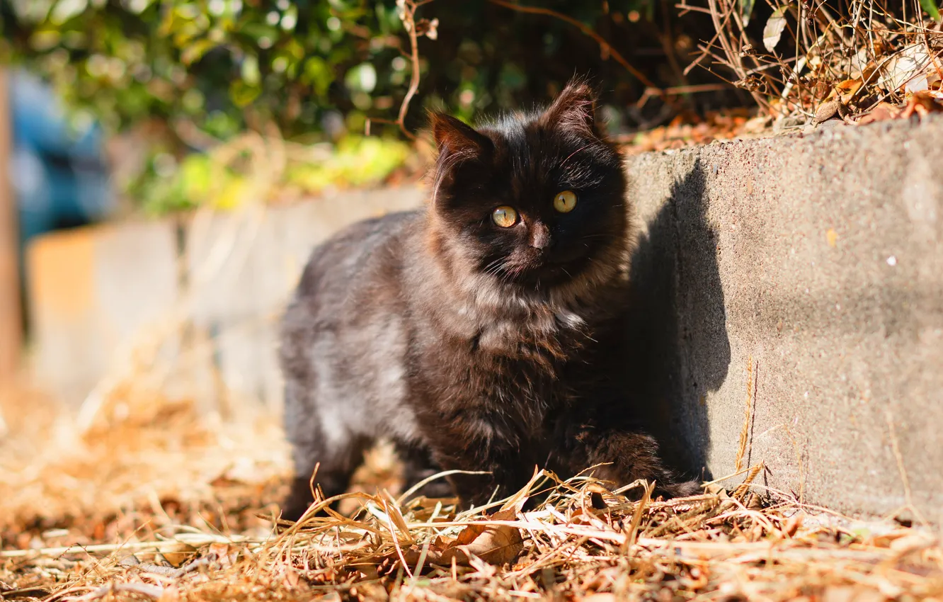 Photo wallpaper kitty, black, bokeh