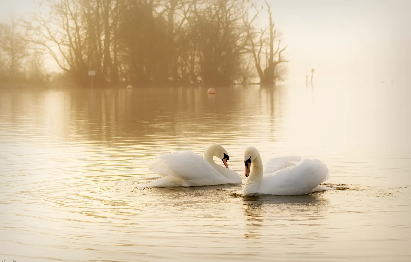 Photo wallpaper water, birds, fog, pair, grace, haze, white, swans