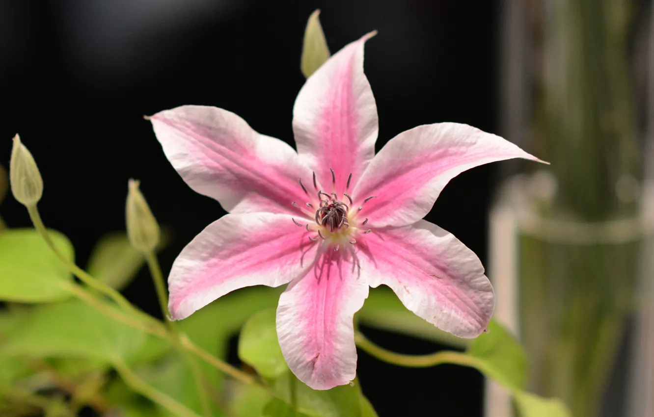 Photo wallpaper nature, plant, petals