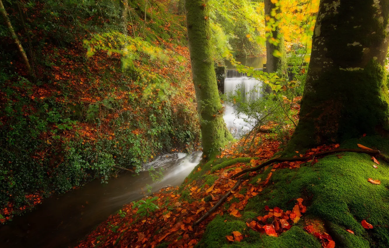 Photo wallpaper autumn, forest, river
