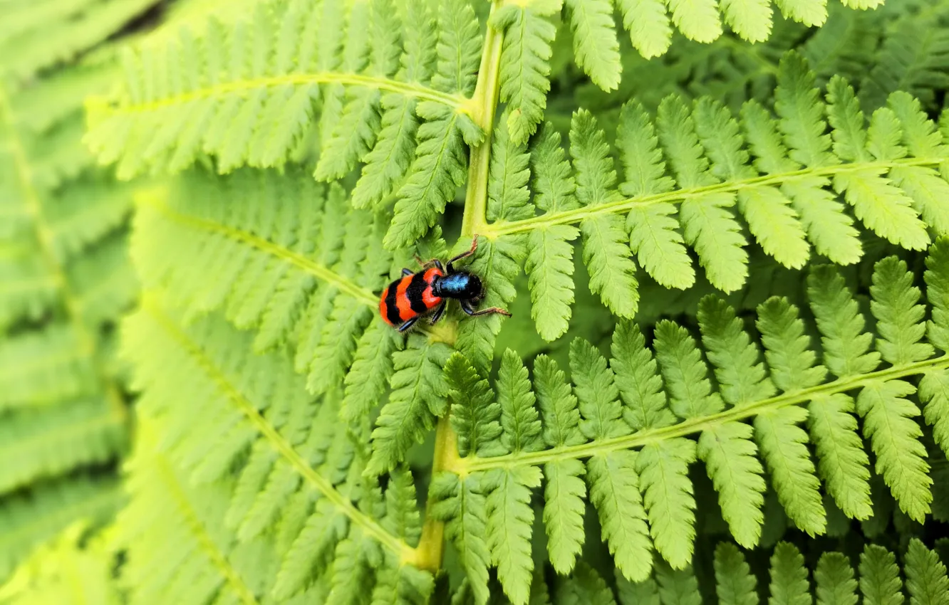 Photo wallpaper leaves, nature, green, beetle, fern