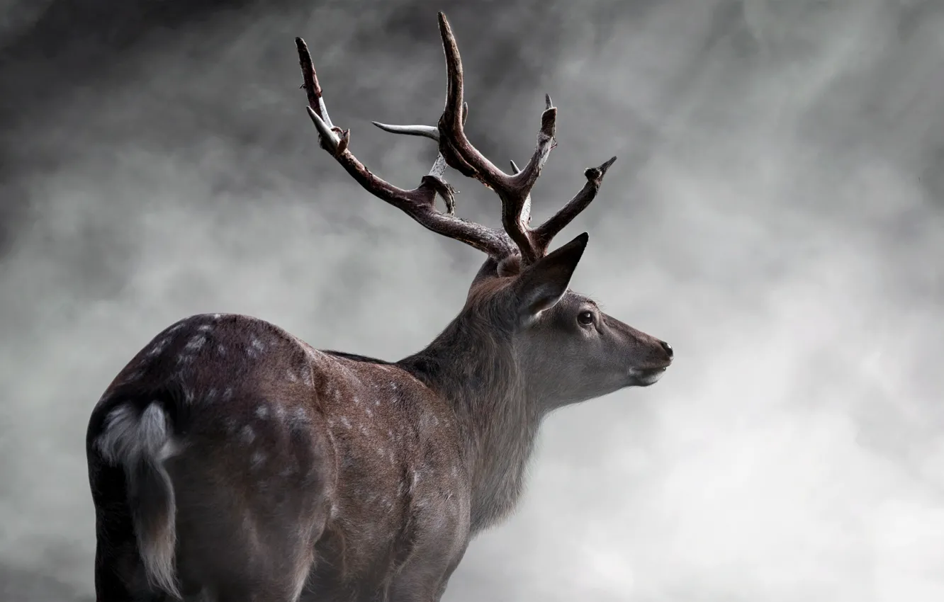 Photo wallpaper Deer, Horns, Animals