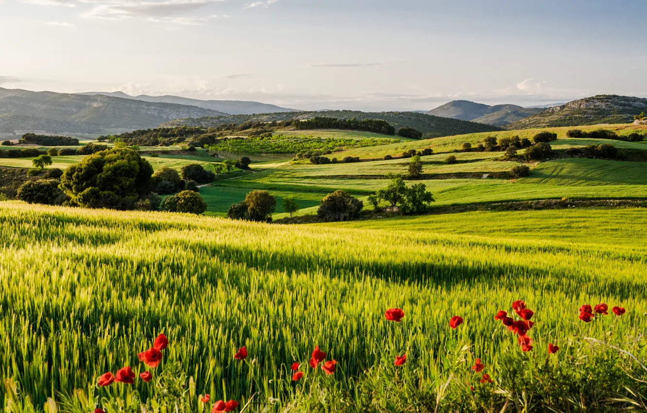 Photo wallpaper field, flowers, hills, Maki, dal, ears, cereals, shrub