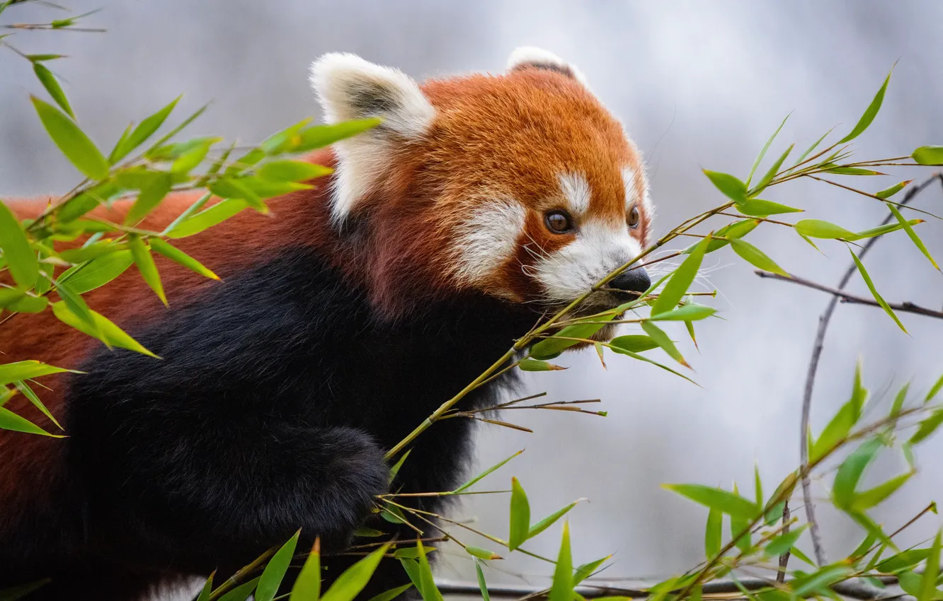 Photo wallpaper look, leaves, trees, nature, grey, background, portrait, paws