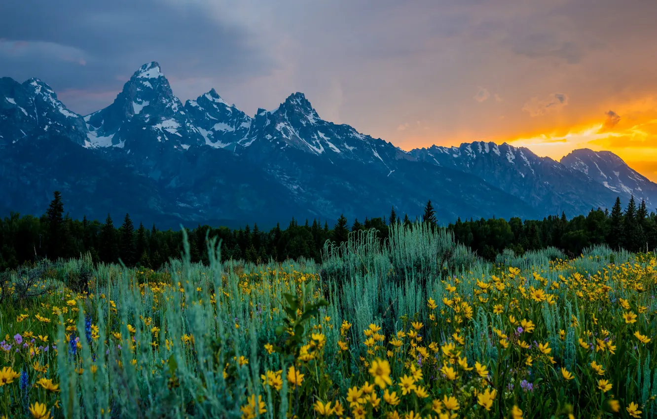 Photo wallpaper forest, summer, the sky, grass, light, sunset, flowers, mountains