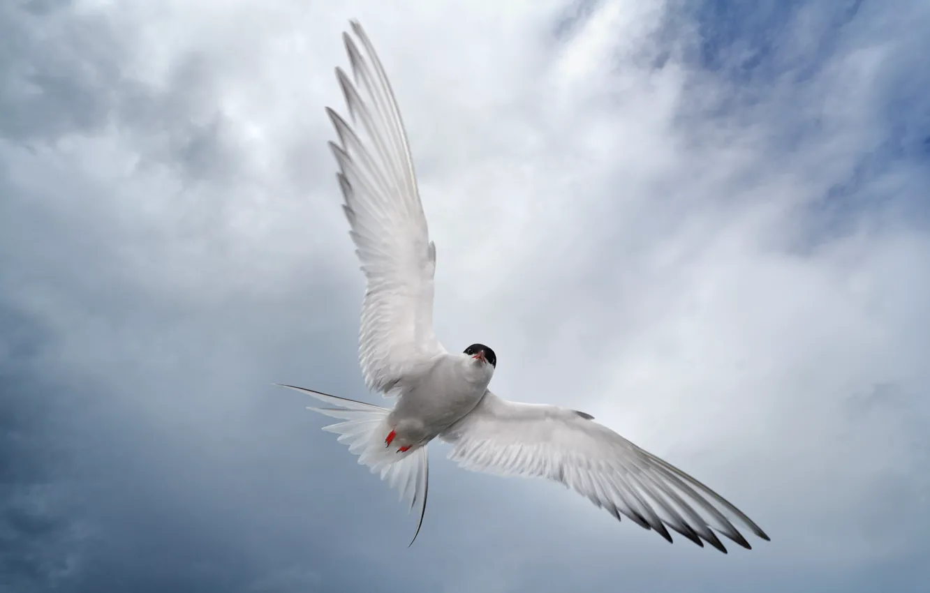 Photo wallpaper bird, wings, Seagull