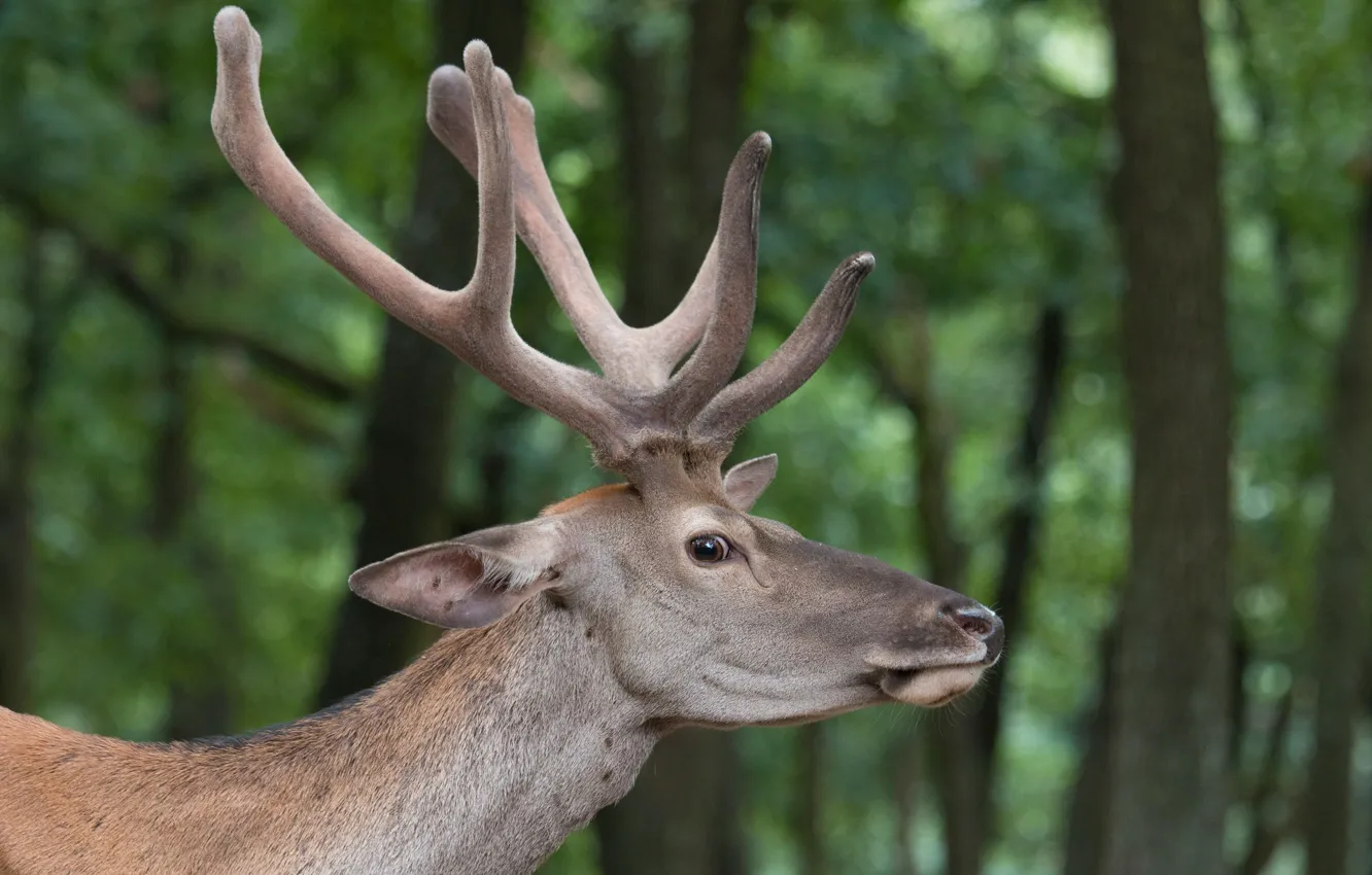 Photo wallpaper nature, deer, horn
