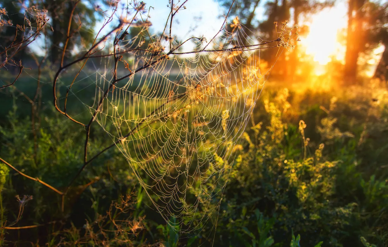 Photo wallpaper sunset, spiders Web, Sahaidak Paul
