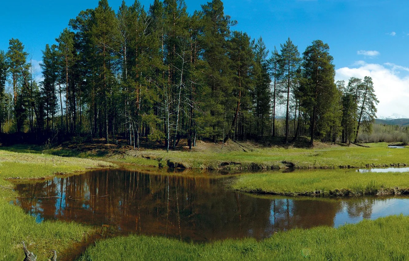 Photo wallpaper forest, grass, trees, stream, glade, Siberia