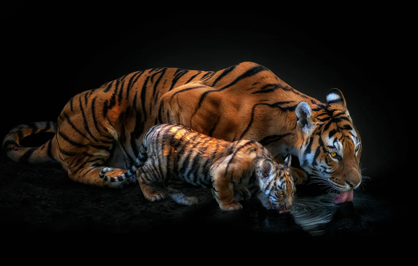 Photo wallpaper tiger, black background, cub, drink, tigress, tiger, mother