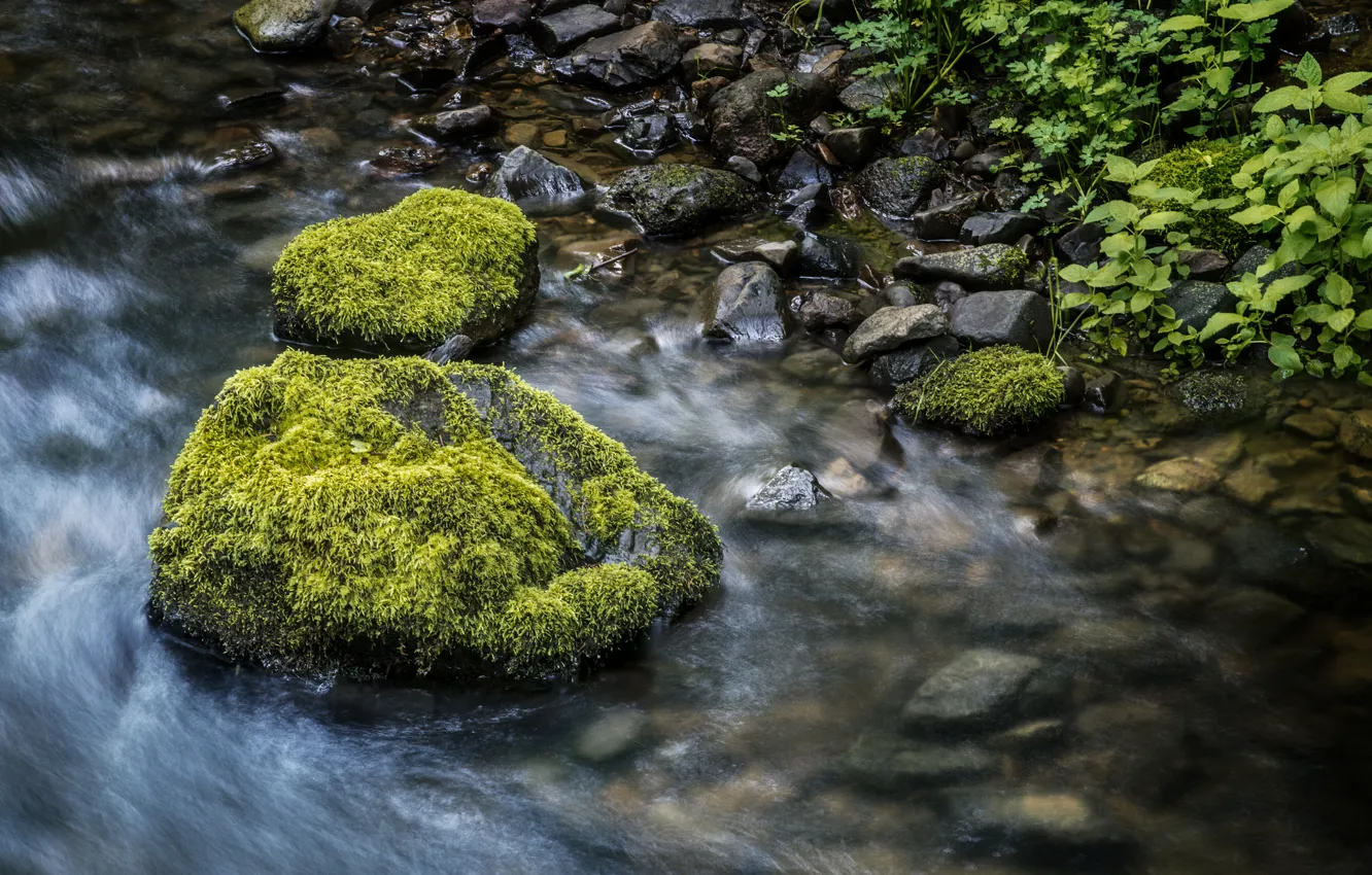 Photo wallpaper grass, stream, stones, moss